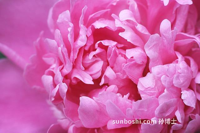 介菜干的功效與作用