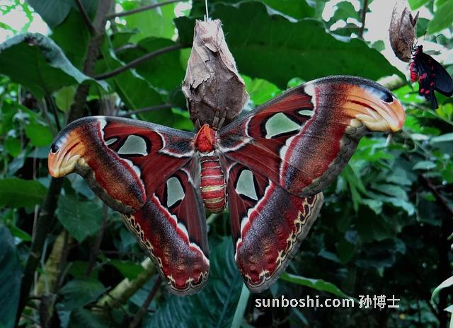 蠶蛾公補酒的功效與作用