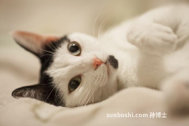 藍貓眼石的功效與作用