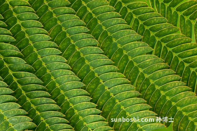 蠶屎茶的功效與作用
