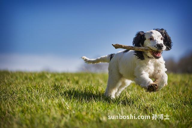 夢見狗玩-夢見與狗玩耍-夢見和狗玩