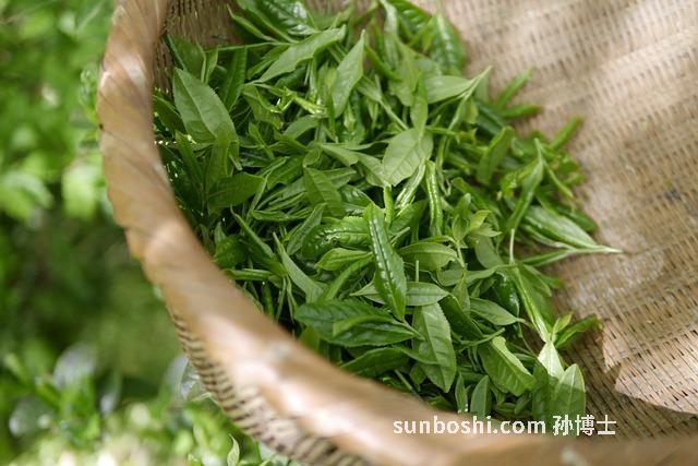 綠茶的功效與作用禁忌癥-蜂蜜綠茶的功效與作用及禁忌癥-瑞倪維兒綠茶粉的功效與作用