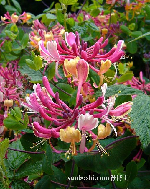 金銀花粉功效與作用