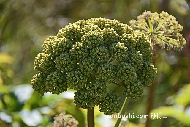 當歸黃芪燉烏雞的功效與作用