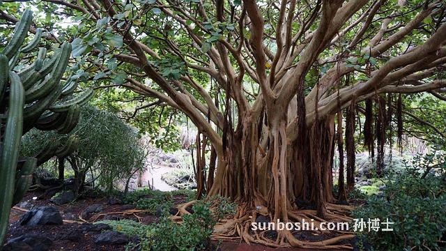 香春樹(shù)根的功效與作用