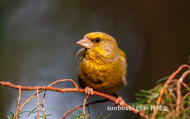 夢見綠鳥-夢見紅綠鳥