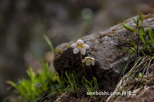 挑仁功效與作用及禁忌