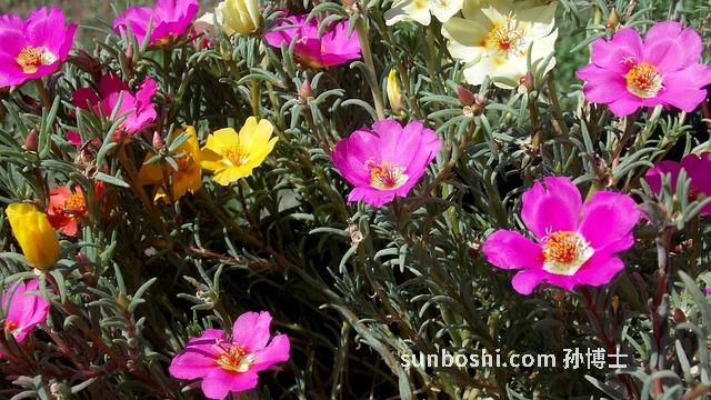 野馬齒莧的功效與作用