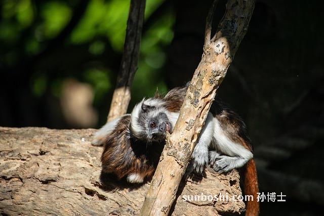 夢見猴子咬-夢見猴子咬我-夢見猴子咬手