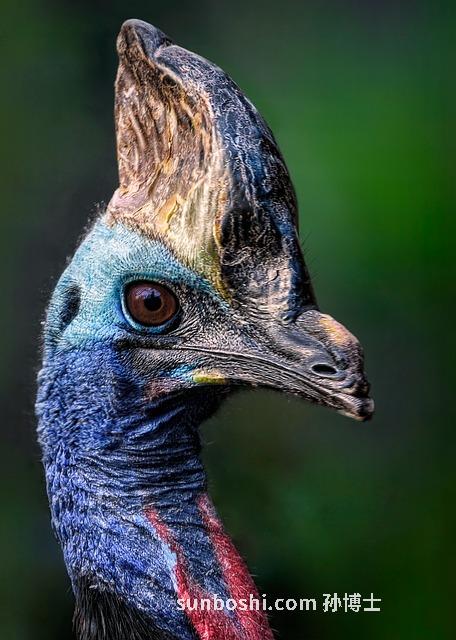 夢見雙飛-做夢見雙飛-夢見李雙飛