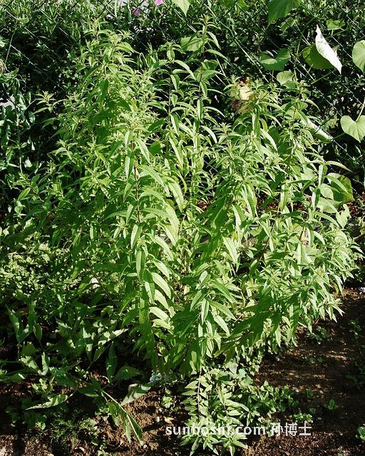 夢見自己被挾持-夢見自己被挾持做人質-夢見自己被挾持后自救