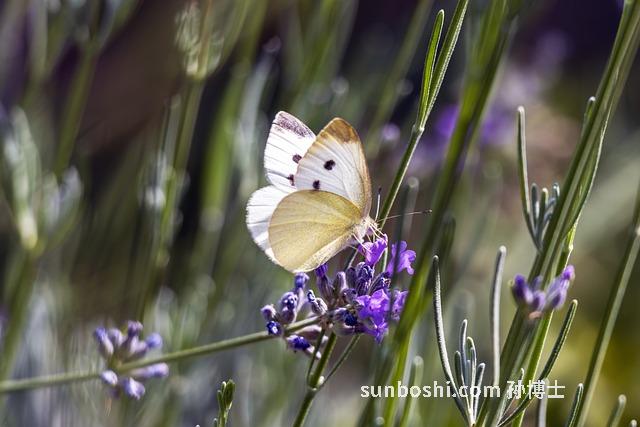 夢見梔子-夢見白色梔子花-夢見梔子花