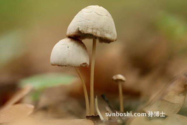 六霉素片的功效與作用