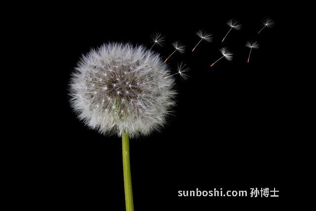 蒲公英的葉子功效與作用點