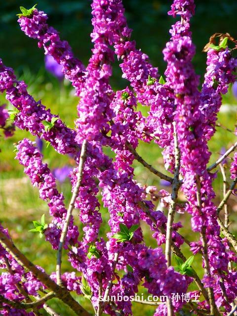 芫須菜的功效與作用