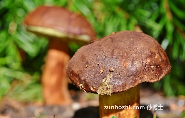 菌之靈粉的功效與作用