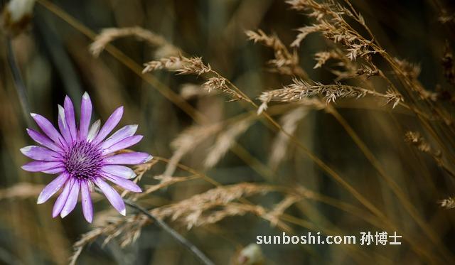 臘豆的功效與作用機理