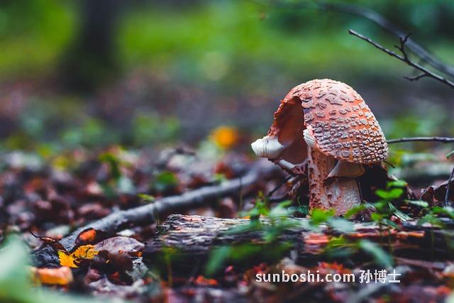 黑白木耳的功效與作用-黑白木耳有何功效與作用