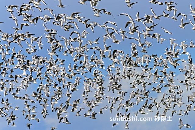 夢見一群小鬼-夢見一群小鬼纏著我