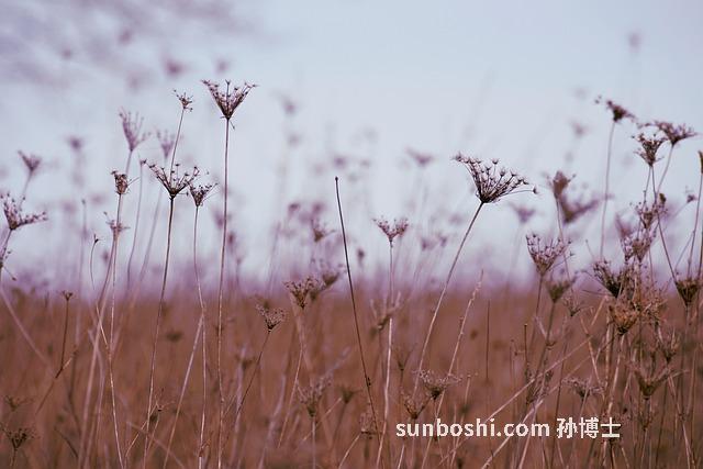 胡蘿卜功效與作用有哪些-胡蘿卜面膜的功效與作用