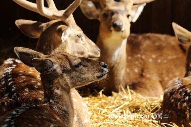 梅花鹿鞭的功效與作用-梅花鹿鞭泡酒功效與作用