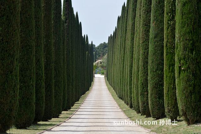 柏樹果的功效與作用點