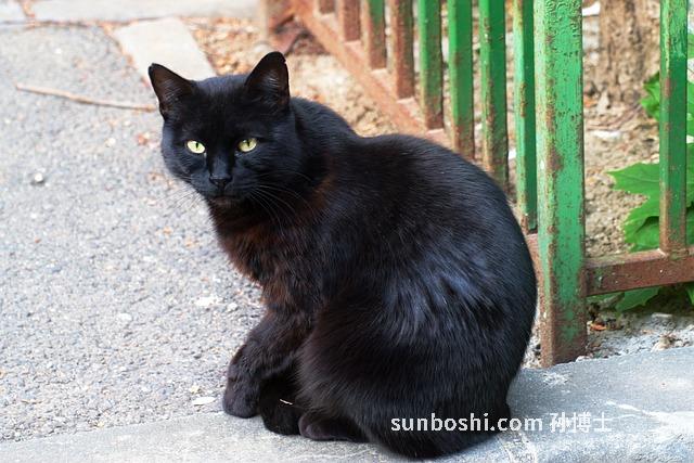 夢見上貓-晚上夢見貓咬我-昨天晚上夢見貓