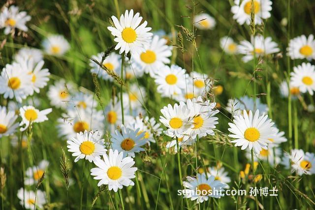 蔥白煮奶的功效與作用