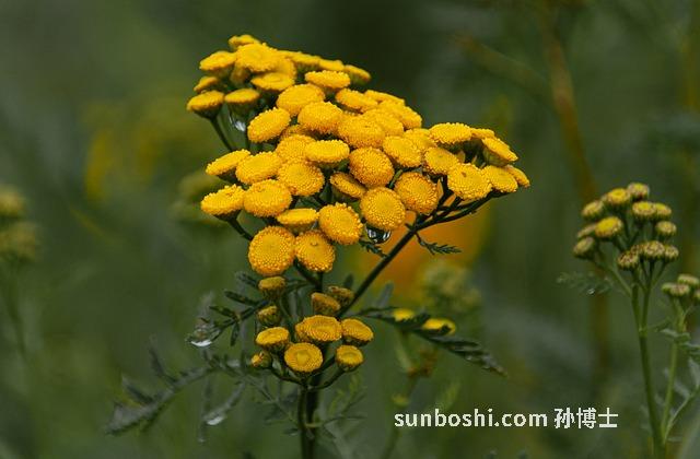 硨磲手鐲的功效與作用