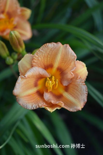 黃苓功效與作用及禁忌-黃苓的功效與作用苓-酒黃苓的作用與功效