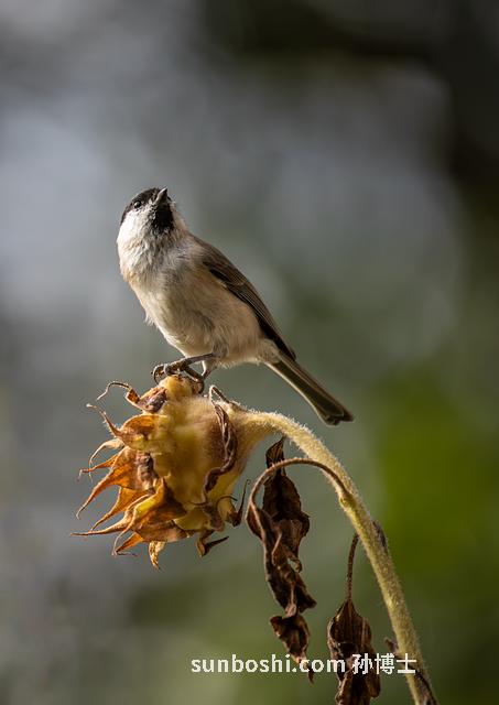 紫血藤的功效與副作用-紫血藤手鐲功效與作用