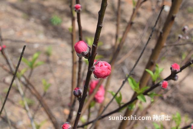 夢見走桃花運(yùn)-夢見自己走桃花運(yùn)-夢見什么會走桃花運(yùn)
