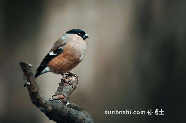金壇雀舌的功效與作用