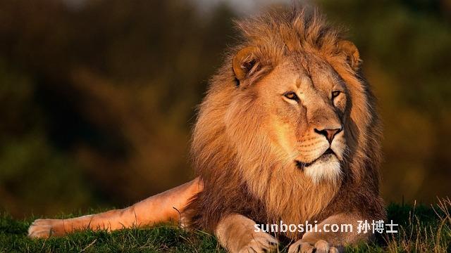 壯骨王的功效與作用