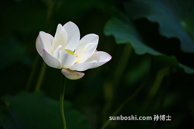 荷花純露的功效與作用