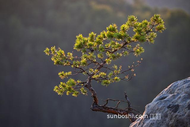 松樹傘蘑菇的功效與作用