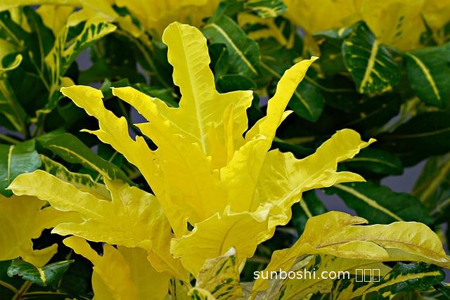 巴豆粉的功效與作用