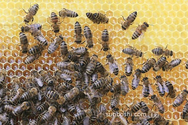 野生蜂窩的功效與作用-野生蜂窩蜜糖的功效與作用