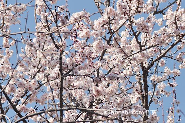 烏梅湯的功效與作用及禁忌-桂花烏梅湯功效與作用-木瓜烏梅湯的功效與作用