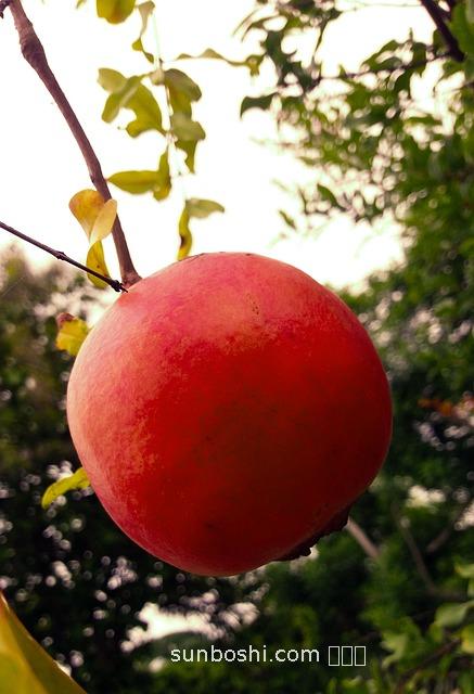 石榴樹皮的功效與作用