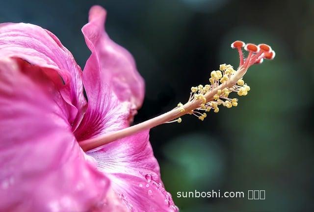 芙蓉樹葉的作用與功效-芙蓉樹葉的藥用功效與作用