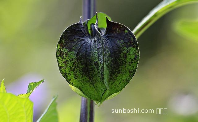 鷓鴣菜的功效與作用