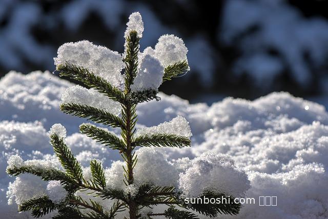 刺嫩芽籽的功效與作用