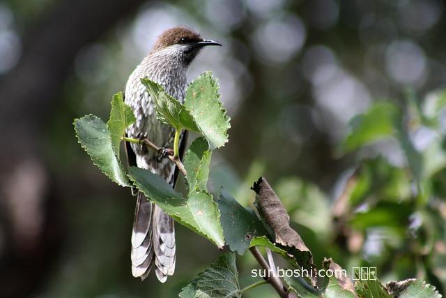 桑葚蜜膏的功效與作用