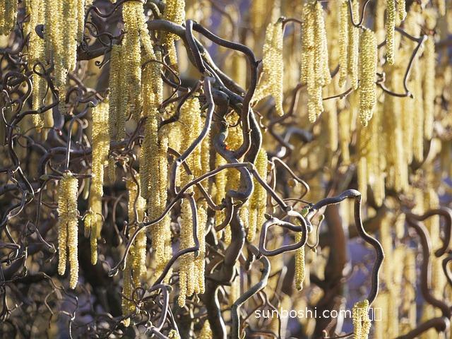 蔥子的功效與作用價格-小蔥子的功效與作用-好蔥子的功效與作用