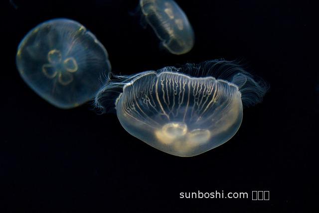海蜇油藥用功效與作用
