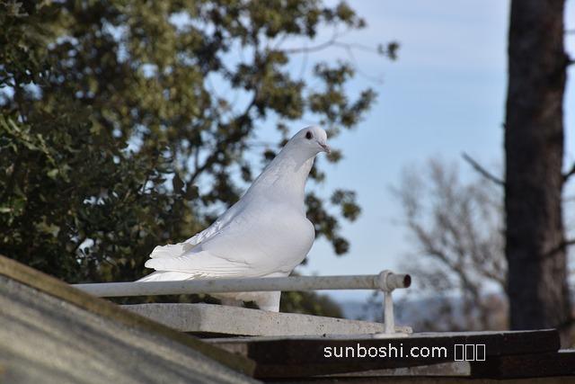 歸白片的作用與功效