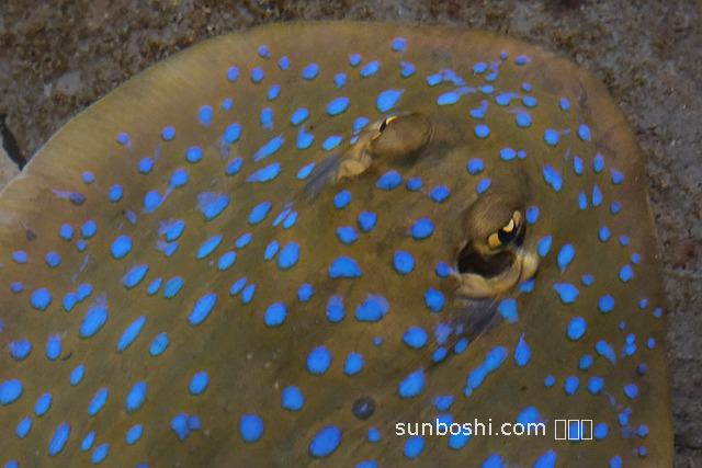 黃氏生脈飲功效與作用