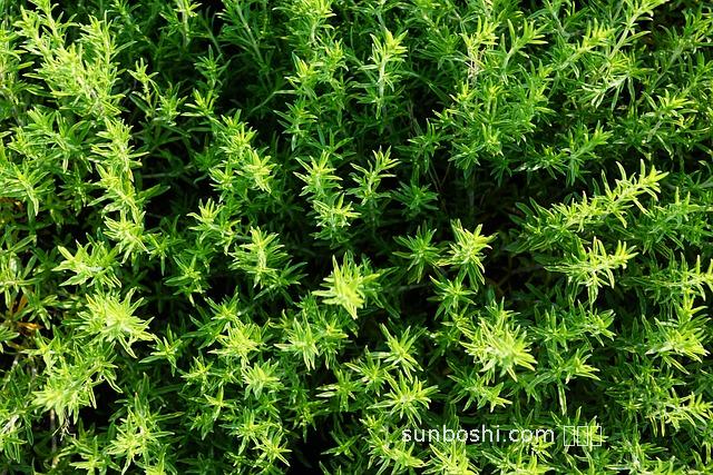 百香草的功效與作用-抽百香草的功效與作用