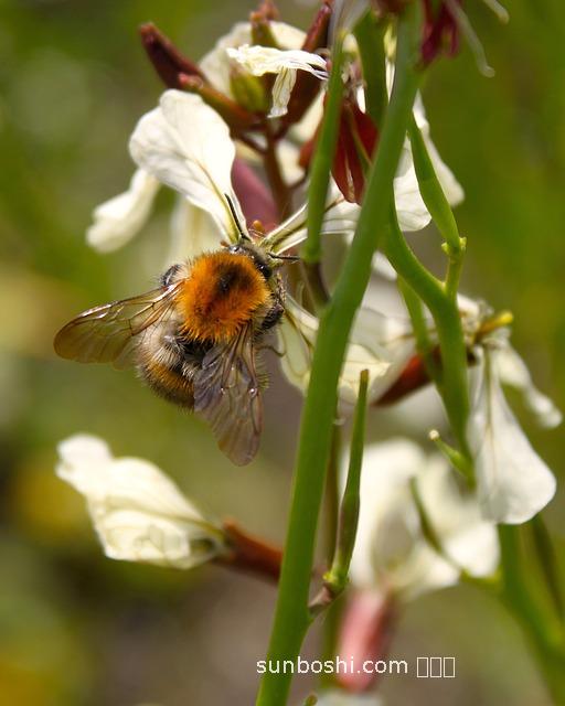 芝麻花粉的功效與作用